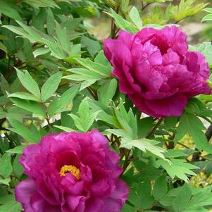 Peony, Tree suffruticosa 'Purple' Peony, Tree suffruticosa 'Purple'