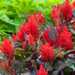 Celosia 'China Town' Celosia 'China Town'