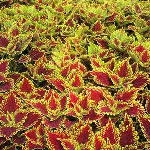 Coleus 'Main Street Oxford Street' Coleus 'Main Street Oxford Street'