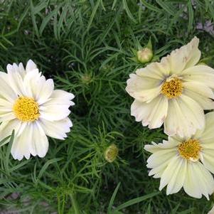 Cosmos bipinatus 'Xanthos' Cosmos bipinatus 'Xanthos'