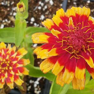 Zinnia hybrida 'Crouching Tiger' Zinnia hybrida 'Crouching Tiger'