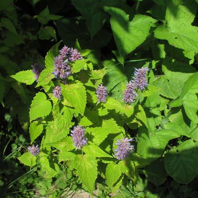 Agastache foeniculum 'Golden Jubilee' Agastache foeniculum 'Golden Jubilee'