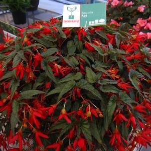 Begonia boliviensis 'Beauvilia™ Red' Begonia boliviensis 'Beauvilia™ Red'