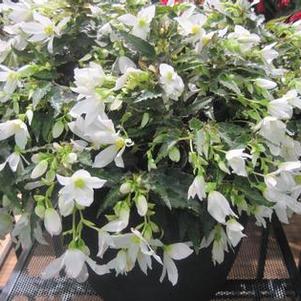 Begonia boliviensis 'Beauvilia™ White' Begonia boliviensis 'Beauvilia™ White'