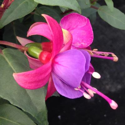 Fuchsia 'Windchimes® Lilac/Rose' Fuchsia 'Windchimes® Lilac/Rose'