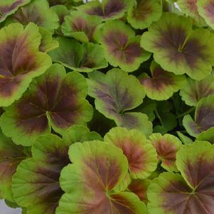 Geranium 'Brocade Fire' Geranium 'Brocade Fire'