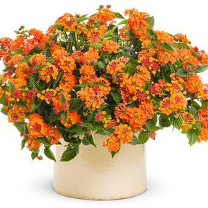 Lantana 'Luscious® Marmalade' Lantana 'Luscious® Marmalade'