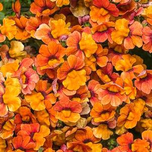 Nemesia 'Sunsatia™ Blood Orange' Nemesia 'Sunsatia™ Blood Orange'