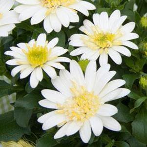 Osteospermum '4D™ Lemon Ice' Osteospermum '4D™ Lemon Ice'
