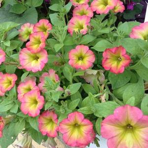 Petunia 'Happy Magic Cremissimo' Petunia 'Happy Magic Cremissimo'