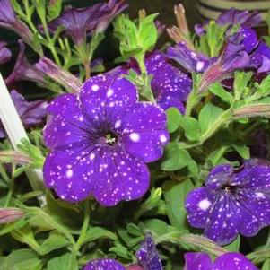 Petunia 'Headliner™ Night Sky' Petunia 'Headliner™ Night Sky'