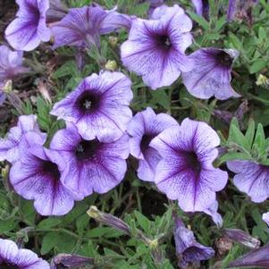 Petunia 'Potunia® Plus Denim' Petunia 'Potunia® Plus Denim'
