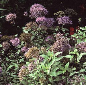 Trachelium caeruleum 'Devotion Purple'
