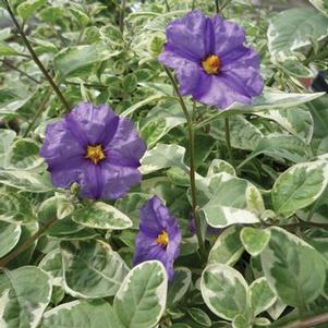 Solanum rantonelli var. Solanum rantonelli var.