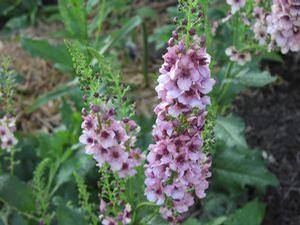 Verbascum  'Southern Charm'