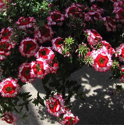 Verbena 'Wicked Rad Red' Verbena 'Wicked Rad Red'