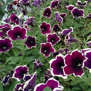 Petunia 'Cascadias™ Rim Magenta' Petunia 'Cascadias™ Rim Magenta'