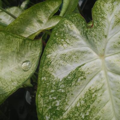 Caladium 'Garden White' Caladium 'Garden White'