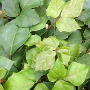 Cissus rhombifolia 'Grape Leaf Ivy' Cissus rhombifolia 'Grape Leaf Ivy'