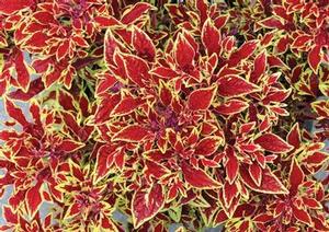 Coleus 'Cuckoo' Coleus 'Cuckoo'