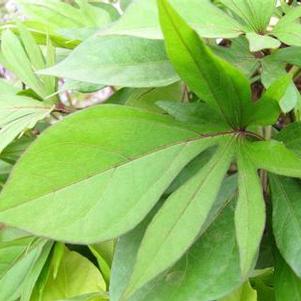 Ipomoea b 'South of the Border™ Guacamole' Ipomoea b 'South of the Border™ Guacamole'