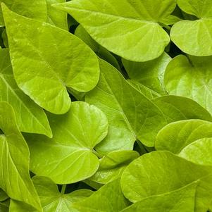 Ipomoea b 'Sweet Caroline Sweetheart Lime' Ipomoea b 'Sweet Caroline Sweetheart Lime'