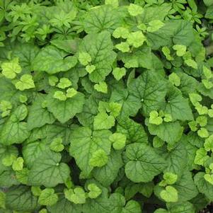 Tolmiea 'Piggyback plant' Tolmiea 'Piggyback plant'