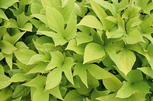 Ipomoea b 'Sweet Caroline Light Green' Ipomoea b 'Sweet Caroline Light Green'