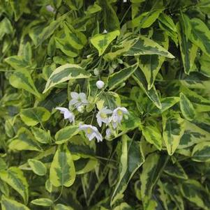 Solanum jasminoides variegata Solanum jasminoides variegata
