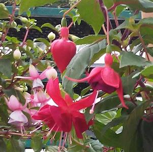 Fuchsia 'Ballerina Dreams' Fuchsia 'Ballerina Dreams'