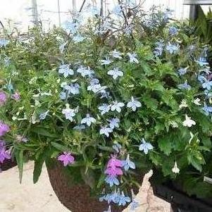 Lobelia 'Rush Creek Mix' Lobelia 'Rush Creek Mix'