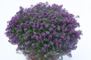 Lobularia 'Purple Stream' Lobularia 'Purple Stream'