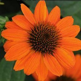 Echinacea x hybrida 'Sombrero Adobe Orange' Echinacea x hybrida 'Sombrero Adobe Orange'