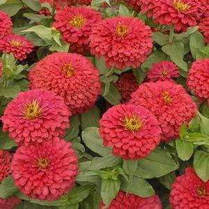 Zinnia elegans 'Magellan Coral'