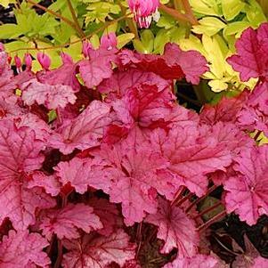 Heuchera villosa 'Berry Smoothie' Heuchera villosa 'Berry Smoothie'