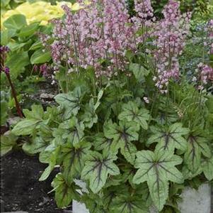 Heucherella 'Pink Fizz' Heucherella 'Pink Fizz'