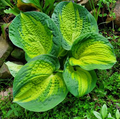 Hosta 'Great Expectaions' Hosta 'Great Expectaions'
