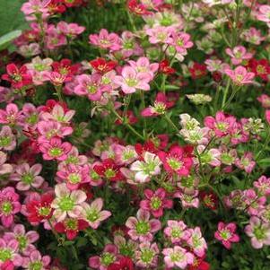 Saxifraga x arendsii 'Rocco Red' Saxifraga x arendsii 'Rocco Red'