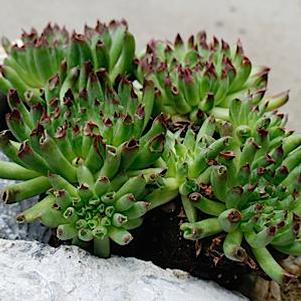 Sempervivum 'Oddity' Sempervivum 'Oddity'