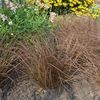 Carex tenuiculmis 'Cappuccino'