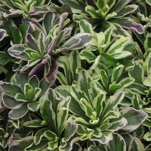 Arabis procurrens 'Variegata' Arabis procurrens 'Variegata'
