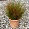 Carex testacea 'Prairie Fire'