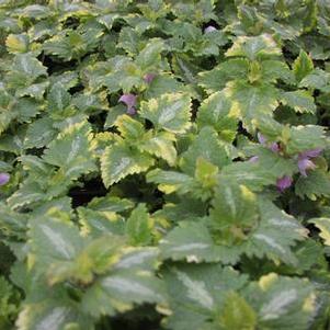 Lamium 'Anne Greenaway' Lamium 'Anne Greenaway'