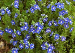 Veronica 'Tidal Pool' Veronica 'Tidal Pool'