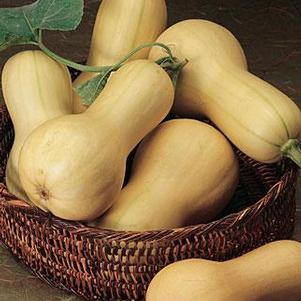 Winter Squash 'Burpee's Butterbush' Winter Squash 'Burpee's Butterbush'