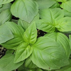 Basil 'British' Basil 'British'