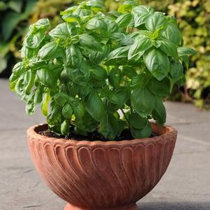 Basil 'Dolce Fresca' Basil 'Dolce Fresca'