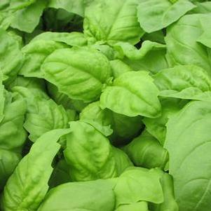 Basil 'Lettuce Leaf' Basil 'Lettuce Leaf'