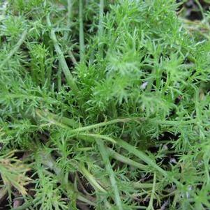 Chamomile, Roman Double 'Flore Pleno' Chamomile, Roman Double 'Flore Pleno'