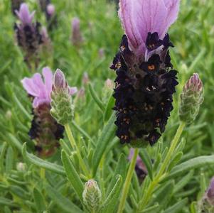 Lavender stoechas 'Bandera Purple' Lavender stoechas 'Bandera Purple'